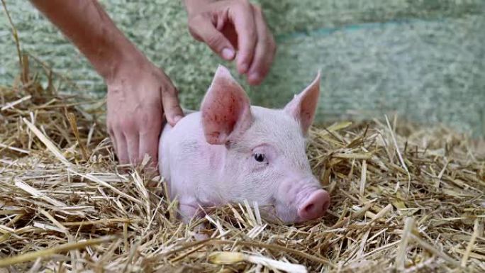 站在农场稻草上的小猪新生。生物、动物健康、友谊、热爱大自然的概念。素食和素食风格。尊重动物。