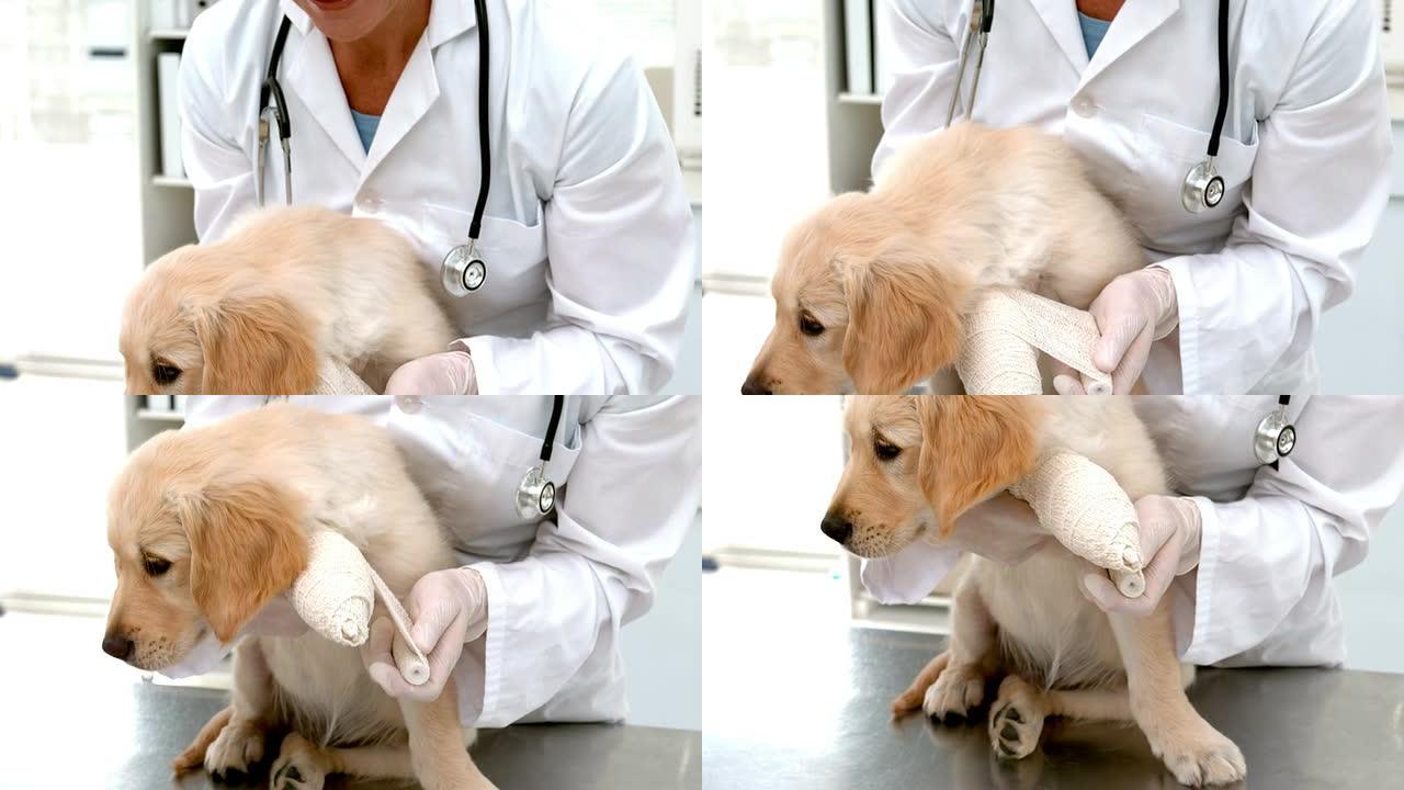 慢动作兽医在狗身上做绷带