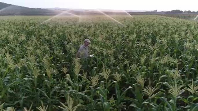 使用数字平板电脑和监控灌溉玉米作物的农民的鸟瞰图