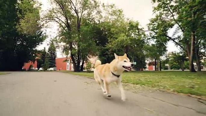 快乐的小狗shiba inu在公园里沿着小径奔跑的慢动作肖像，周围有树木和草坪。训练动物，快乐和夏季