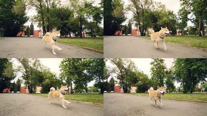 快乐的小狗shiba inu在公园里沿着小径奔跑的慢动作肖像，周围有树木和草坪。训练动物，快乐和夏季