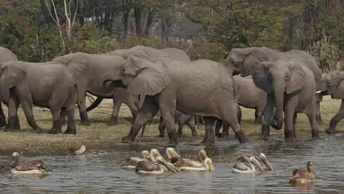 繁殖一群大象，幼小的小牛在喝酒后离开河。鹈鹕在前景。博茨瓦纳奥卡万戈三角洲