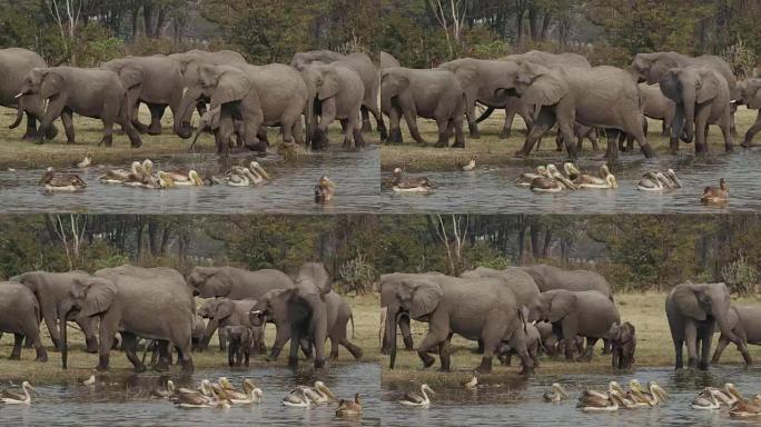 繁殖一群大象，幼小的小牛在喝酒后离开河。鹈鹕在前景。博茨瓦纳奥卡万戈三角洲