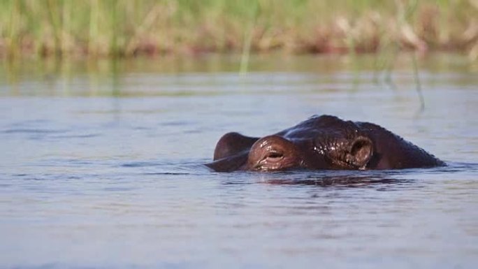 一只河马游泳的特写侧视图，然后在博茨瓦纳奥卡万戈三角洲的一条河中潜入水下