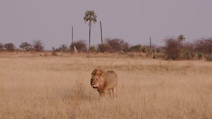 华丽的雄狮穿过非洲草原走向博茨瓦纳的相机