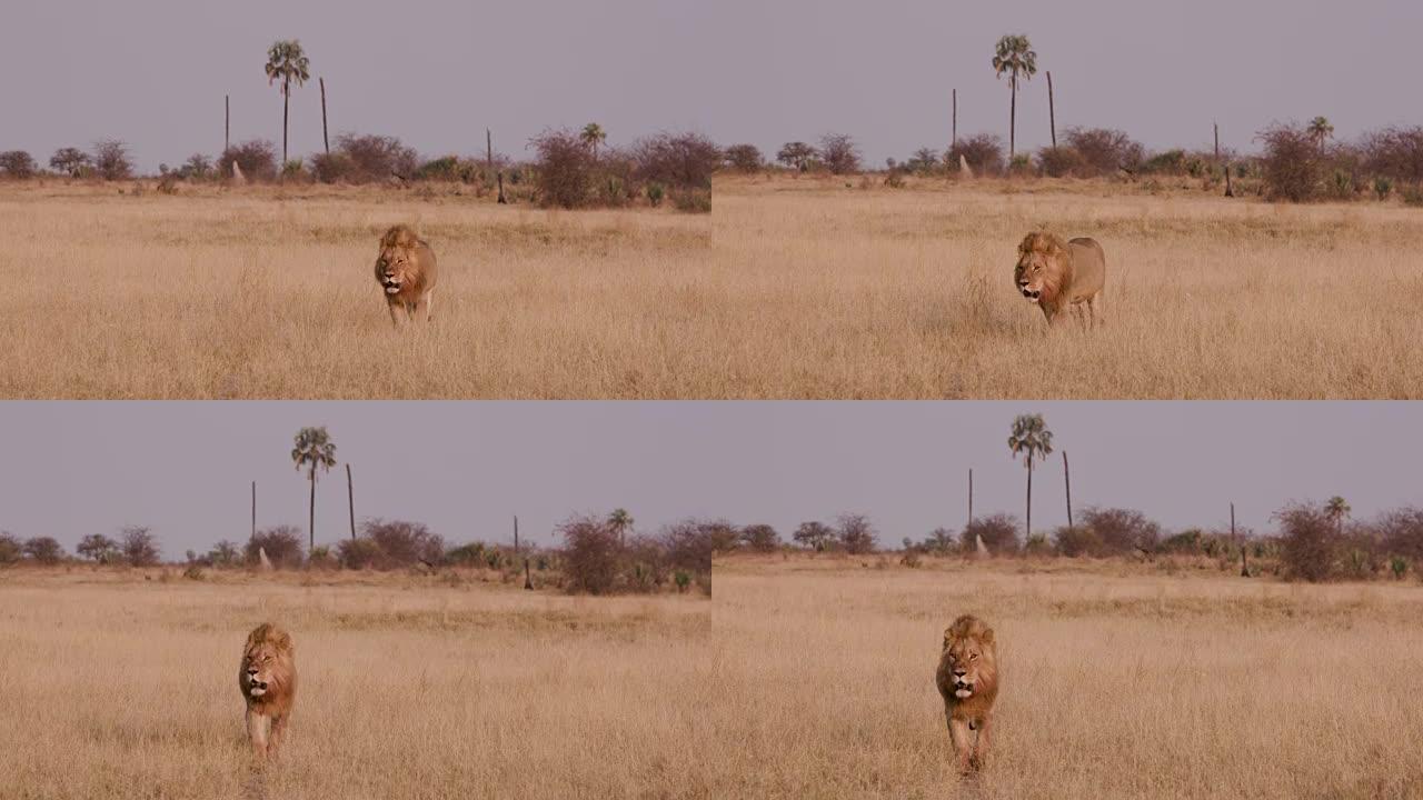 华丽的雄狮穿过非洲草原走向博茨瓦纳的相机