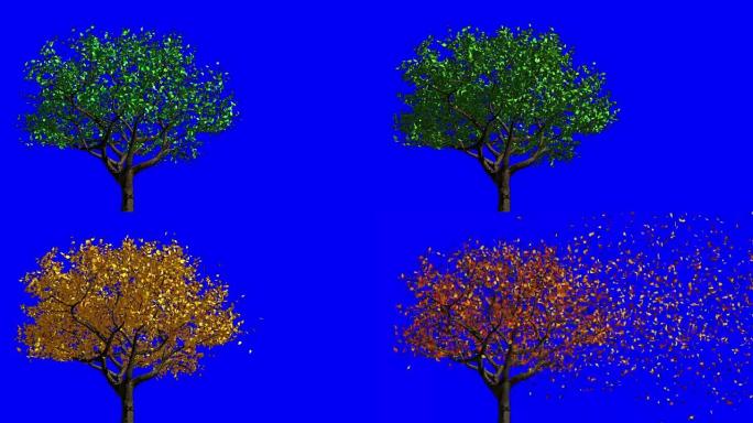 叶子出现在树上，它们变成黄色，然后脱落。从春季到秋季季节变化的概念。蓝屏。