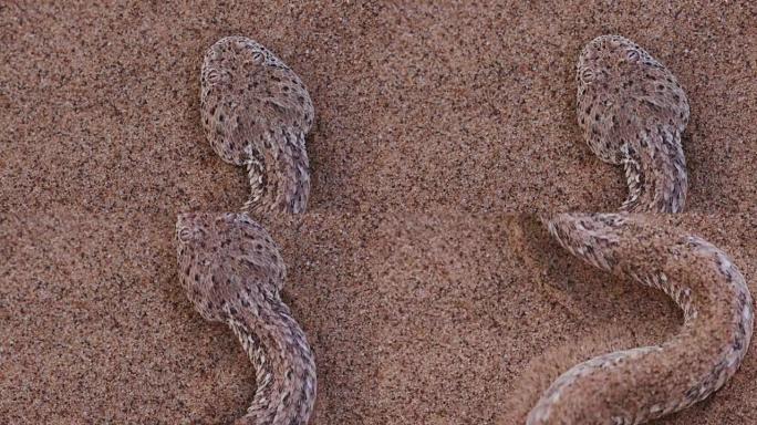 响尾蛇/Peringuey的加法器在沙子上移动的4k特写