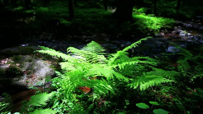 HD溪和蕨类植物在春天的森林多莉拍摄