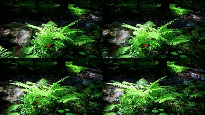 HD溪和蕨类植物在春天的森林多莉拍摄