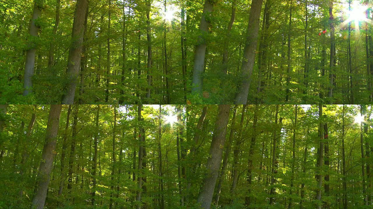 阳光下的高清森林追踪镜头