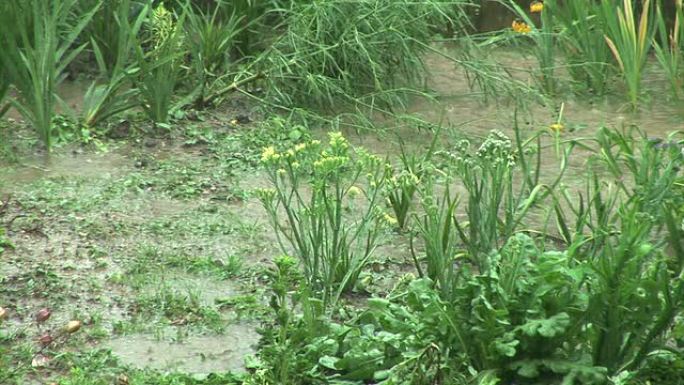 高清: 雨中的花园