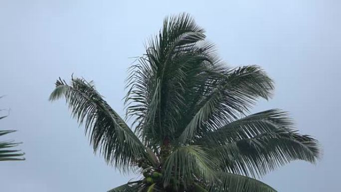 慢动作: 清新暴风雨的夏日美丽郁郁葱葱的绿色棕榈树树冠