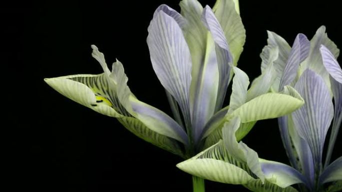 Iris Lydia兰花开花HD