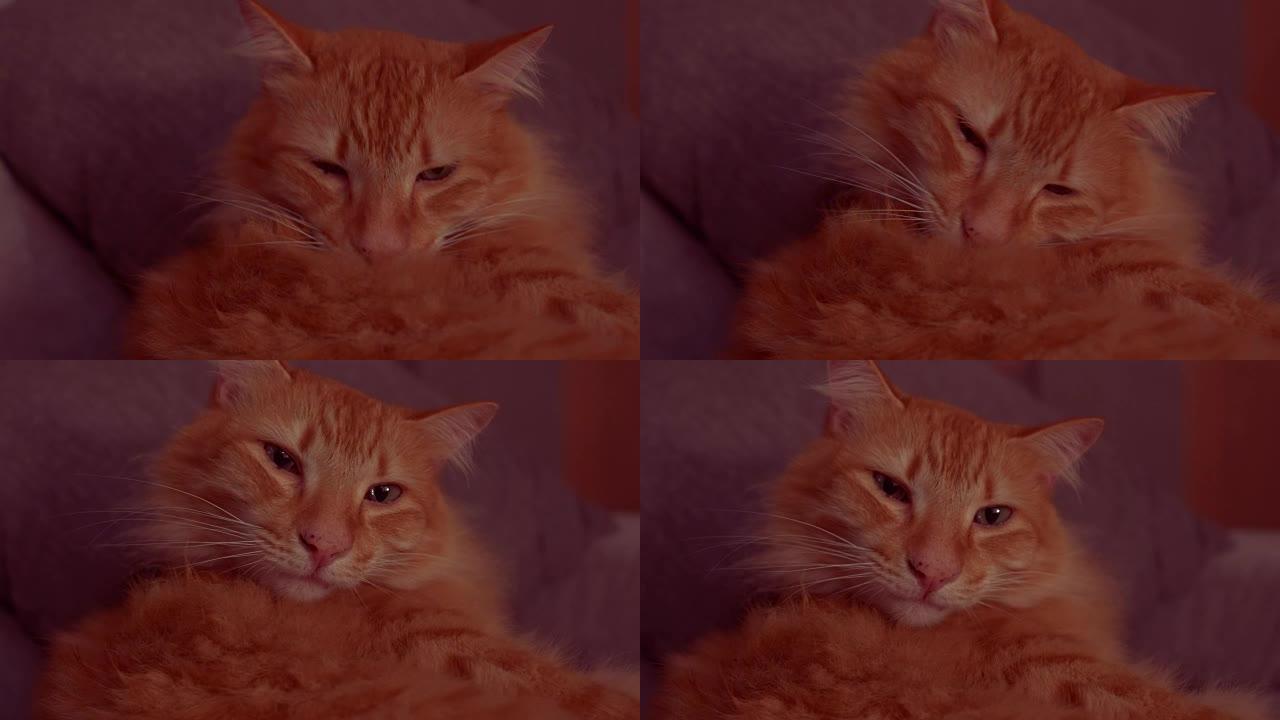 一只红猫躺在沙发上