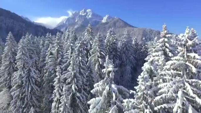 空中: 飞越白雪皑皑的森林向群山飞去