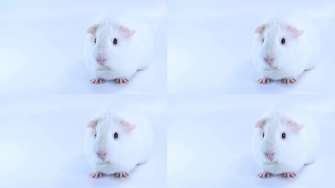 豚鼠白色鼠类动物实验饲养