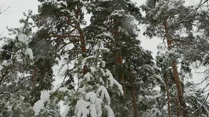 积雪覆盖树木的冬季松树林中降雪。