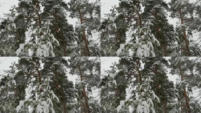 积雪覆盖树木的冬季松树林中降雪。