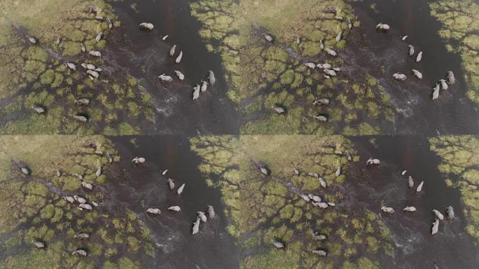 博茨瓦纳奥卡万戈三角洲一群大象饮水和过河的高空直下视图