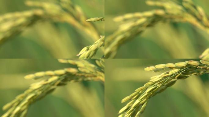 郁郁葱葱的绿色水稻成熟作物上干燥的稻米种子的宏观dop细节