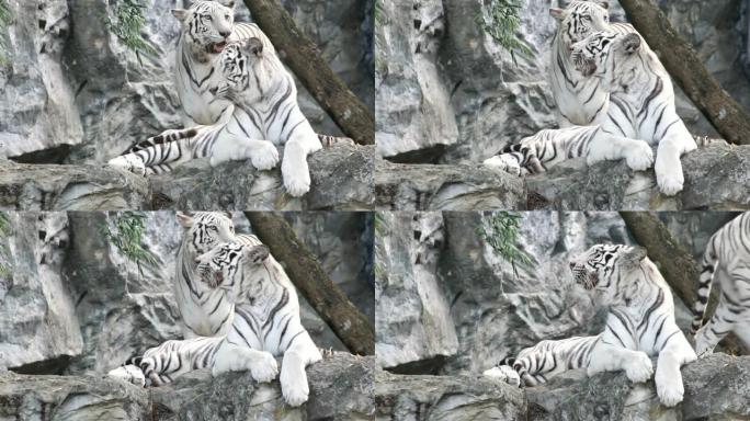 两只白虎动物园白色老虎