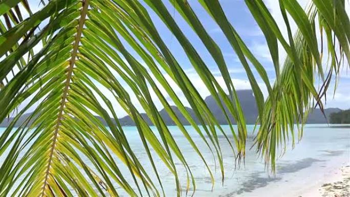 波拉波拉海滩上的棕榈树叶子随风摇曳