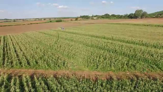 广阔的玉米田和拖拉机收获玉米的鸟瞰图