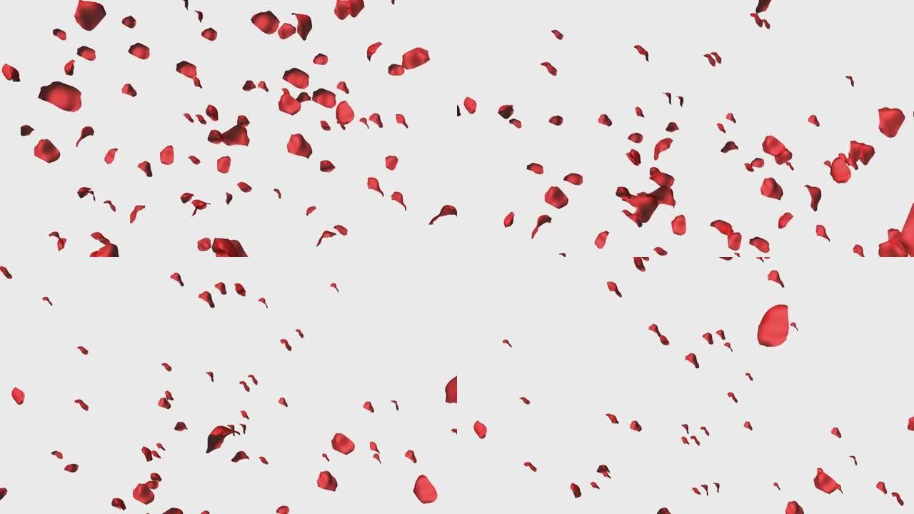 玫瑰下落的高清晰度3d动画