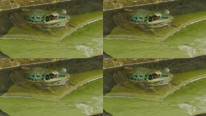 绿色青蛙绿色青蛙野生动物