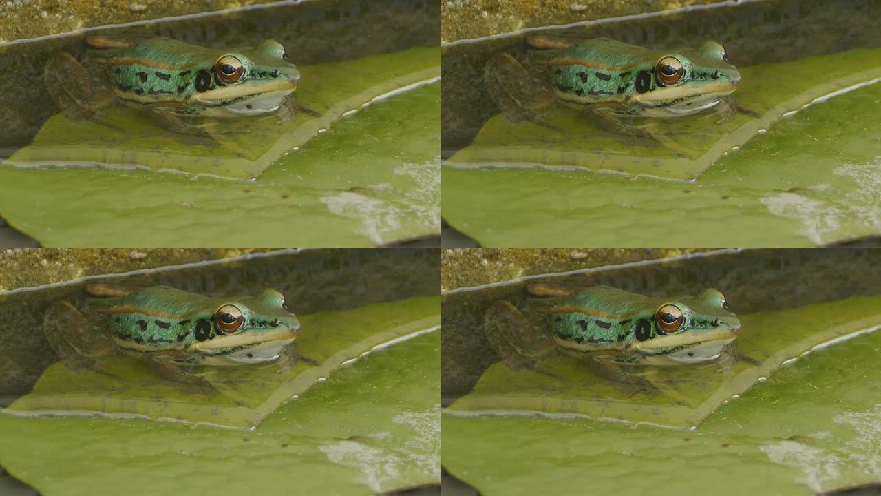 绿色青蛙绿色青蛙野生动物
