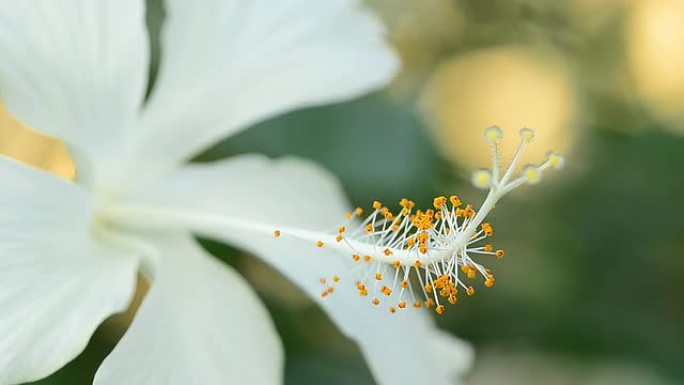 白芙蓉