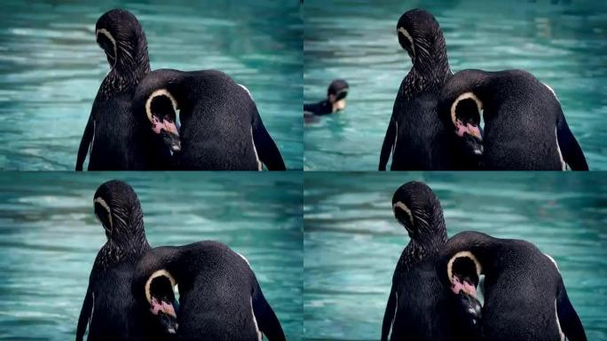 企鹅在水中准备