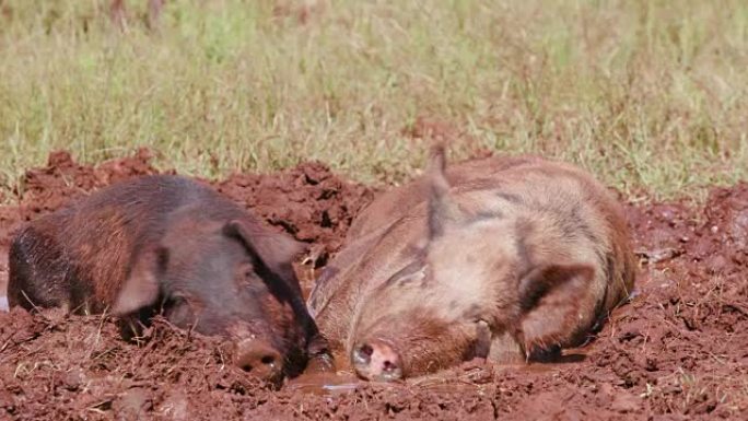 自由放养的猪在泥里打滚