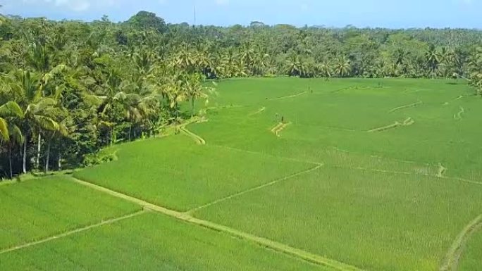 空中眩晕效应: 在棕榈林的平坦水稻种植稻田上方飞行