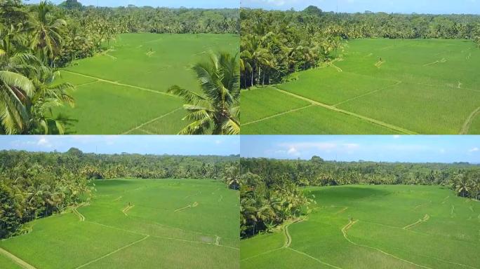 空中眩晕效应: 在棕榈林的平坦水稻种植稻田上方飞行