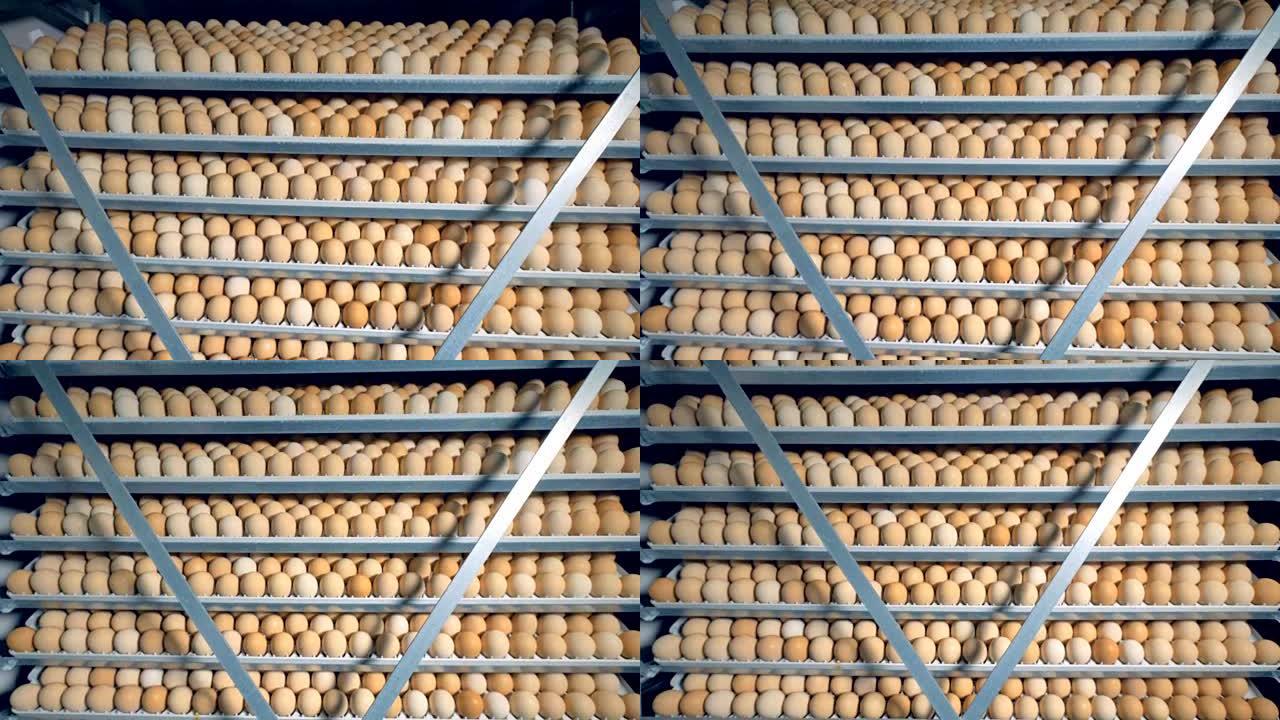 家禽培养箱中的许多鸡蛋。农场孵化器，现代农业设备。鸡蛋孵化。4K。