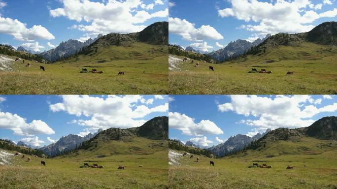 多洛米蒂山脉的高山牧场