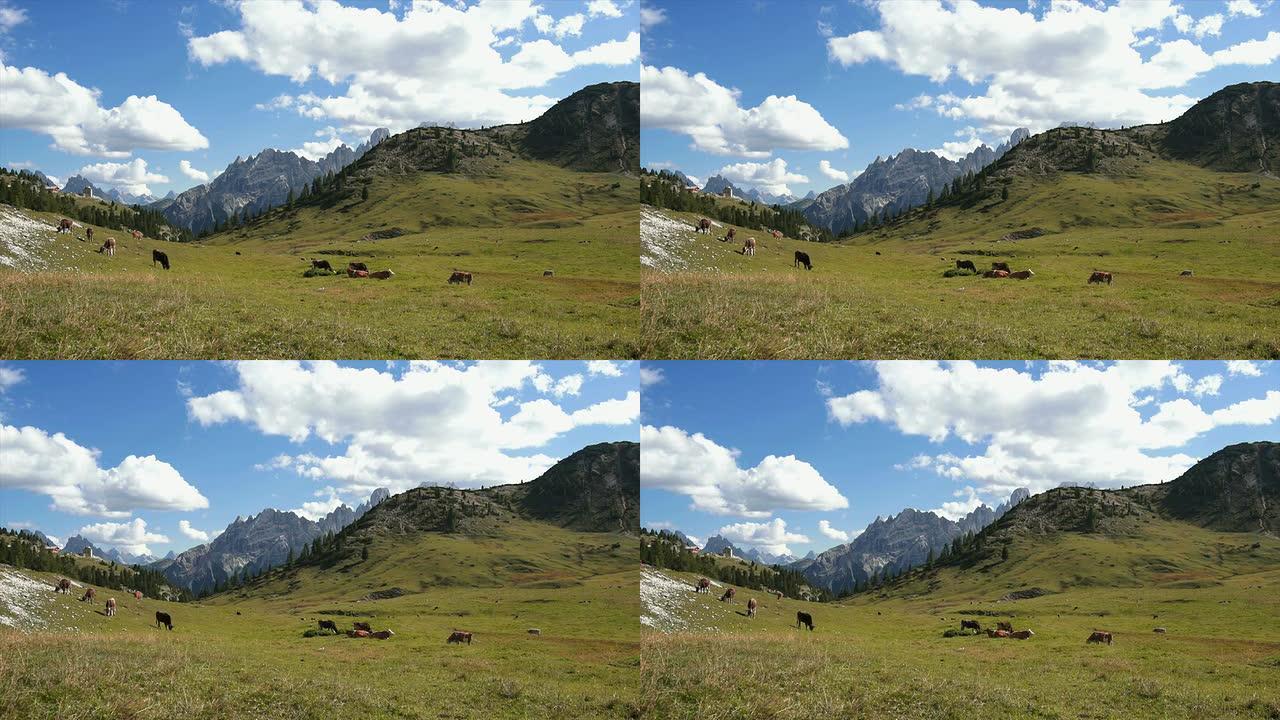 多洛米蒂山脉的高山牧场