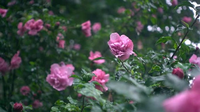 雨中的芙蓉花