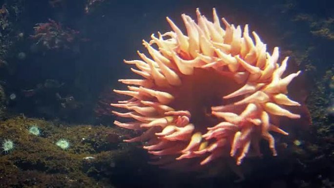 珊瑚礁上的向日葵状海葵
