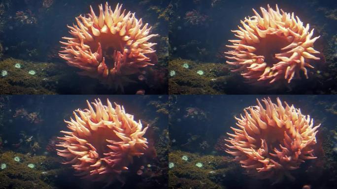 珊瑚礁上的向日葵状海葵