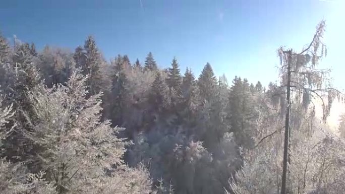空中: 在阳光明媚的冬日，壮观的冰冻森林树梢被霜冻覆盖