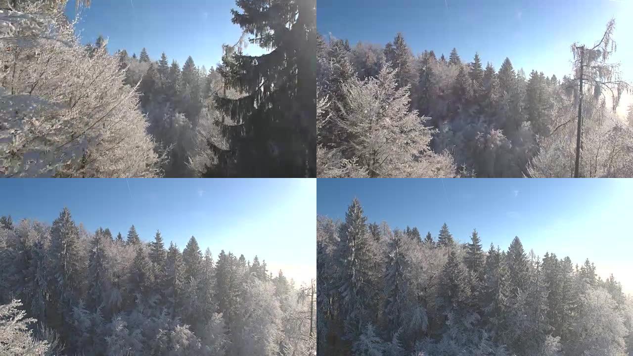 空中: 在阳光明媚的冬日，壮观的冰冻森林树梢被霜冻覆盖