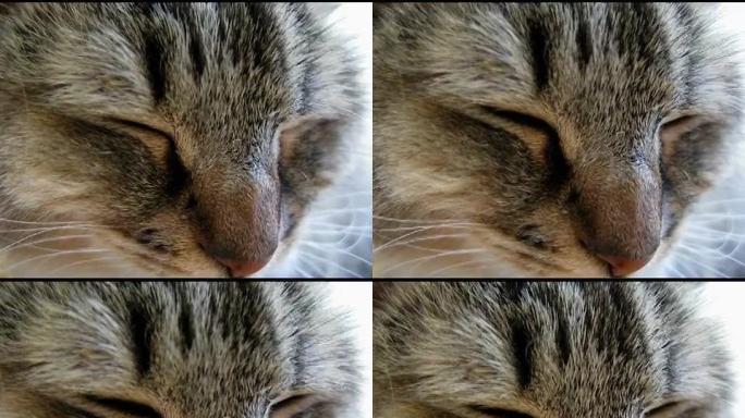 Cat特写镜头（NTSC）