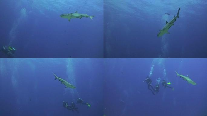 白鳍礁鲨（Triaendon obesus）