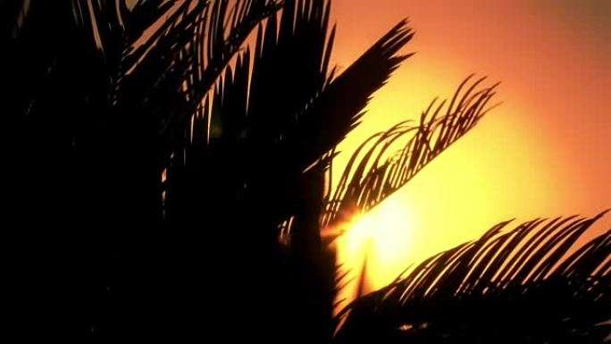 阳光穿过棕榈树的叶子在温暖的阴影下，热带景象