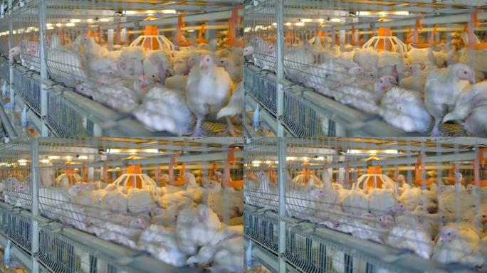 家禽农场的鸡肉。家禽生产。4K。