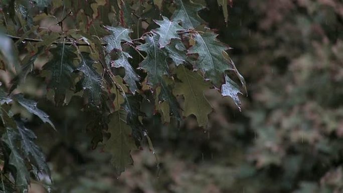 森林雨水