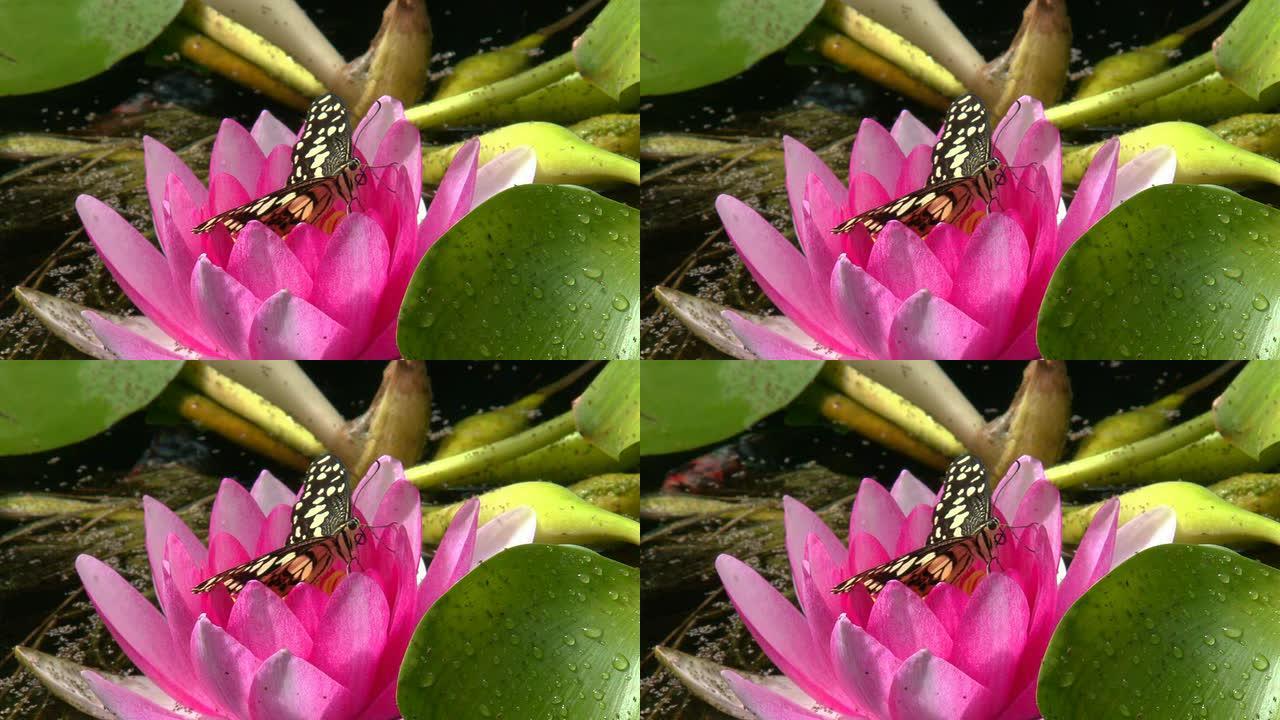 蝴蝶坐在百合的花瓣上